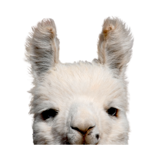 Llama's Corner 